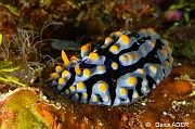 Phyllidia varicosa Wangi Wangi Island-20m-20180601-Denis-ADER-DSC_3065_tn